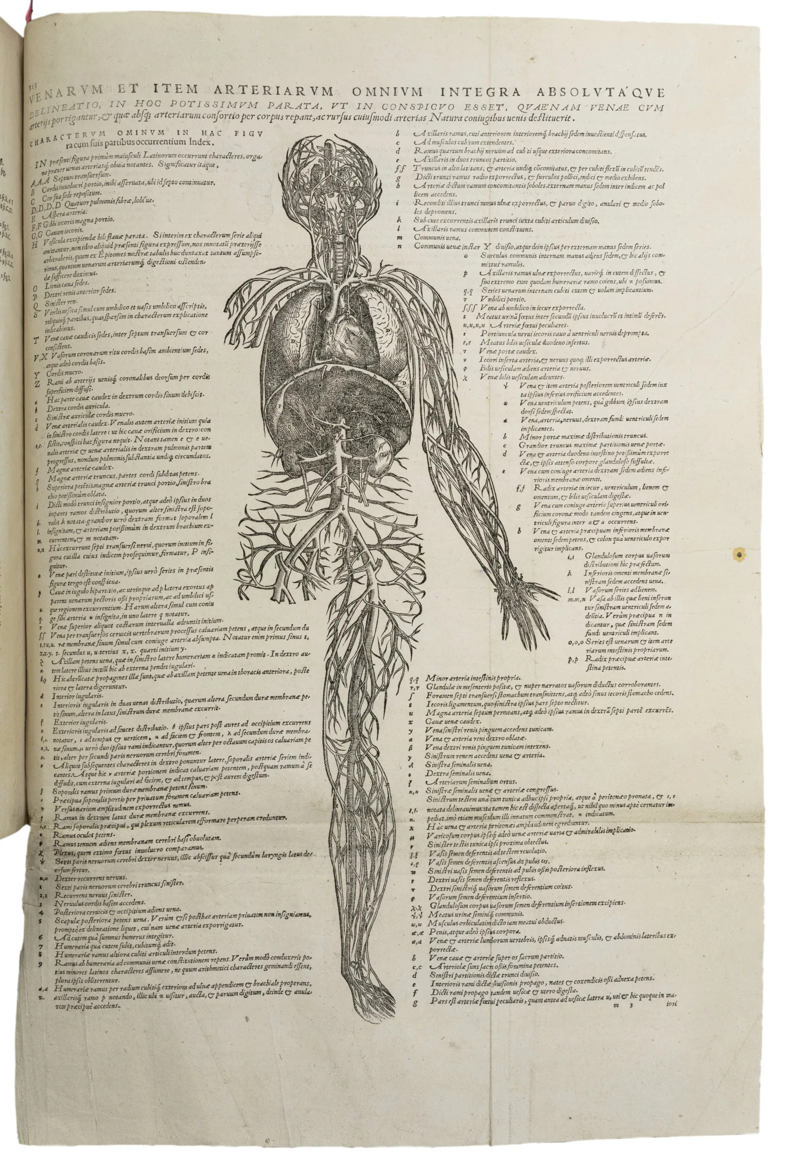 Broadside of the body and organs to cut out and attach