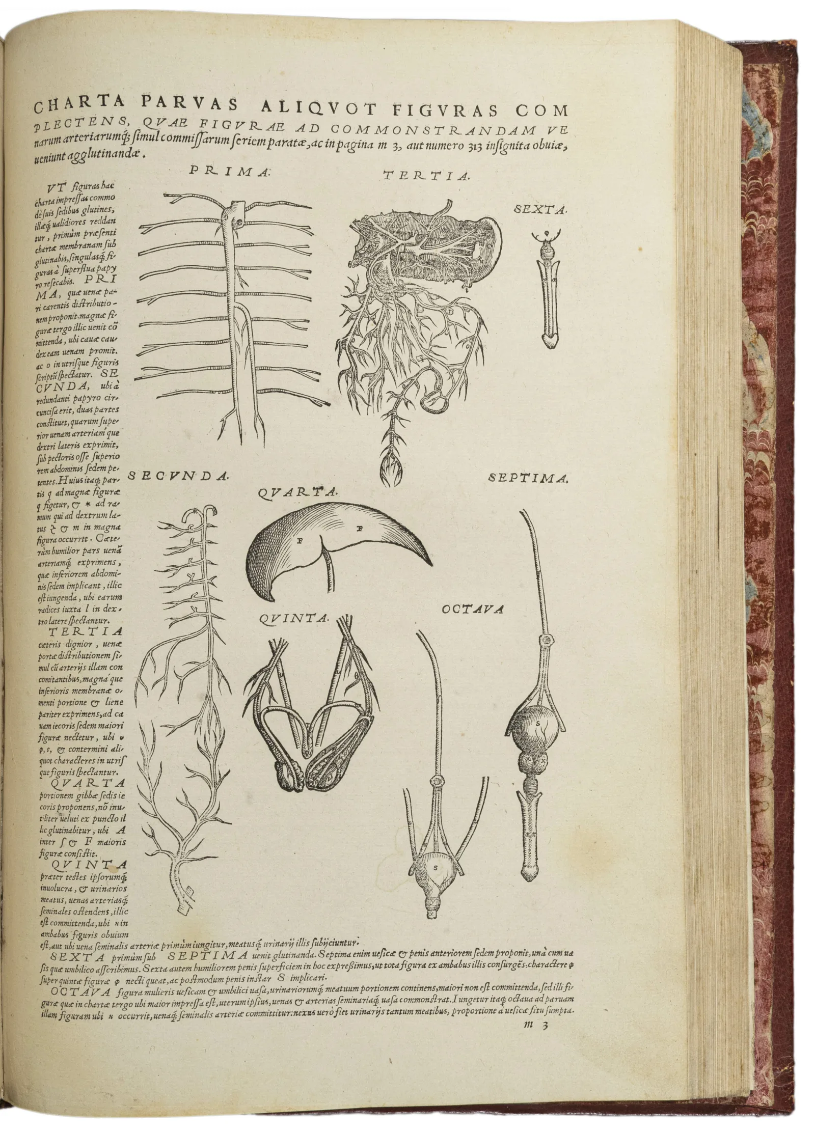 Broadside of the body and organs to cut out and attach